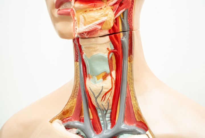 Laryngomalacie : schéma du larynx | Elsan