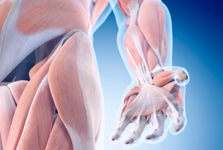 Main, os, doigt : anatomie. Image de synthèse d'une main avec ses tendons, muscles et os.