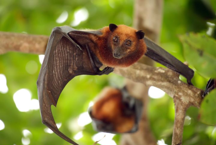 Que faire en cas de morsure de chauve-souris ? Image de chauve-souris en plein vol.