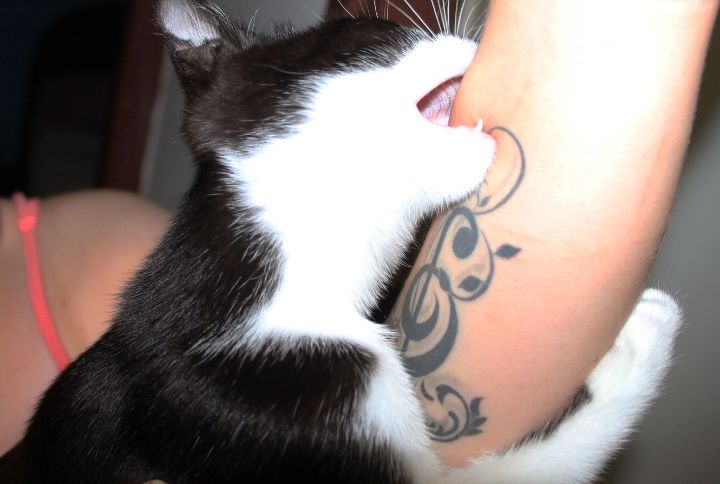 Comment bien réagir face à une morsure de chat ? Un chat en train de mordre l'avant bras d'une personne.