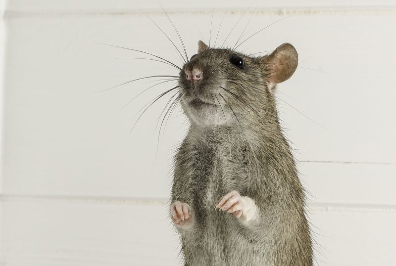 Comment réagir face à une morsure de rat ? Image d'un rat dressé sur ses pattes.