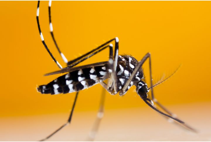 Voici à quoi ressemble un moustique-tigre : petite taille, rayé de blanc et de noir y compris les pattes.