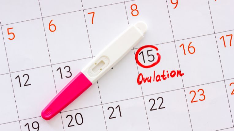 Ovulation : image d'un calendrier avec un test posé dessus.