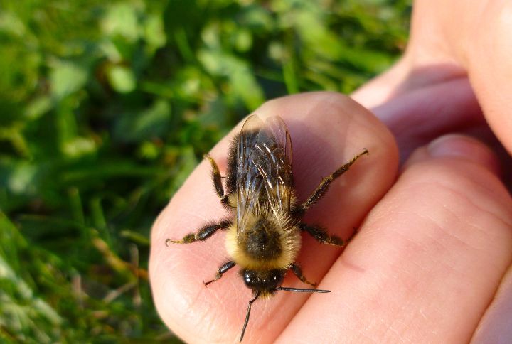 Piqûre de bourdon : est-ce possible et est-ce dangereux ? Un bourdon posé sur le doigt d'une personne.