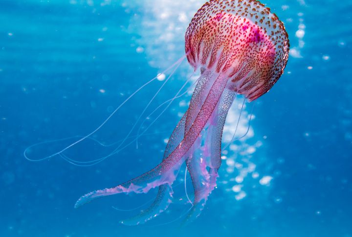 Comment soigner une piqûre de méduse ? Image d'une méduse dans l'eau avec ses filaments urticants.