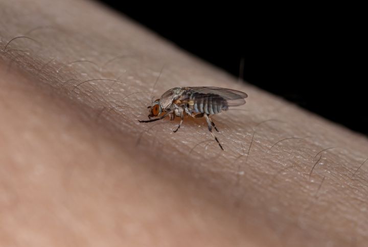 Piqûre de mouche, est-ce possible et est-ce dangereux ? Photo d'une mouche noire sur une peau humaine.
