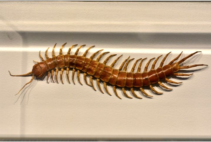 Comment réagir face à une morsure de scolopendre ? Image d'une scolopendre avec son long corps et ses multiples pattes...