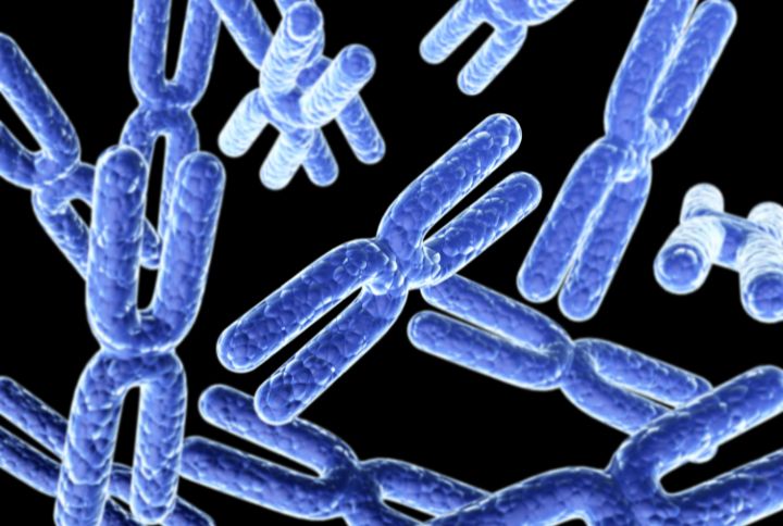 Syndrome de Prader-Willi : image de chromosomes colorés en bleu.